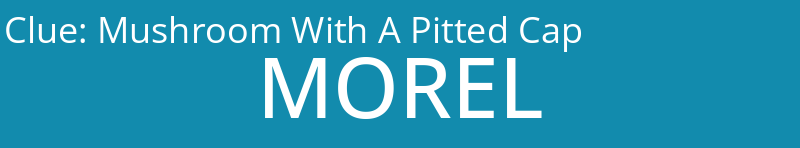 Mushroom With A Pitted Cap