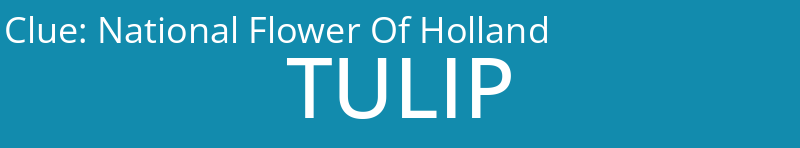 National Flower Of Holland