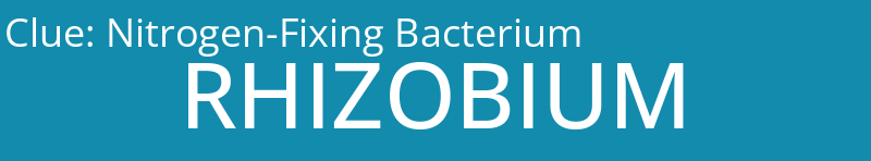 Nitrogen-Fixing Bacterium