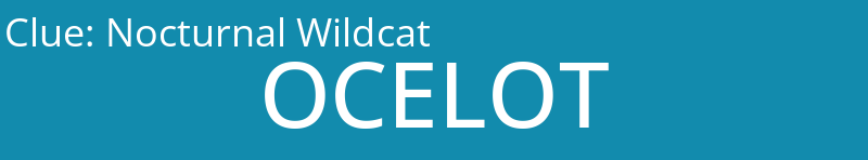 Nocturnal Wildcat