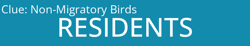 Non-Migratory Birds
