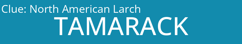 North American Larch