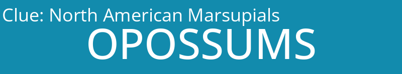 North American Marsupials