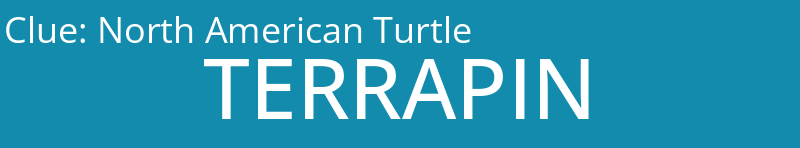 North American Turtle