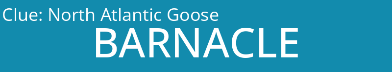 North Atlantic Goose