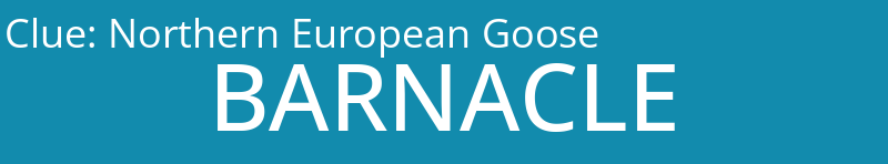 Northern European Goose