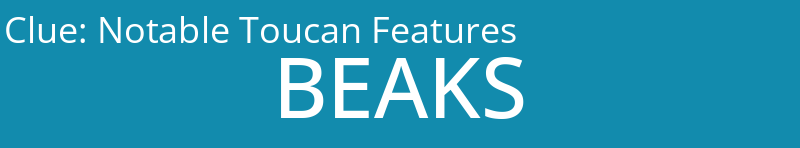 Notable Toucan Features