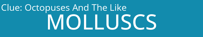 Octopuses And The Like