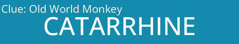 Old World Monkey