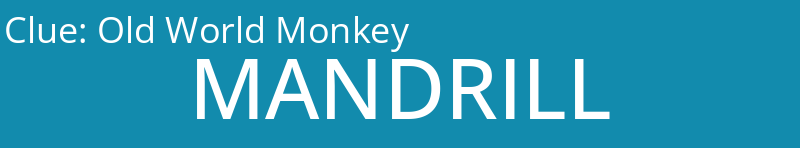 Old World Monkey