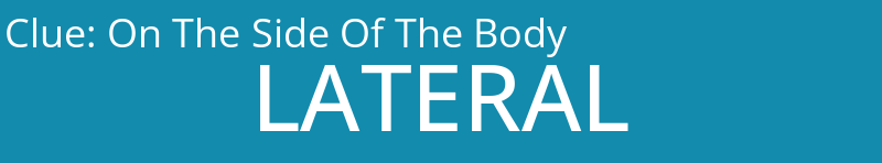 On The Side Of The Body