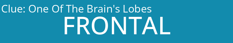 One Of The Brain's Lobes