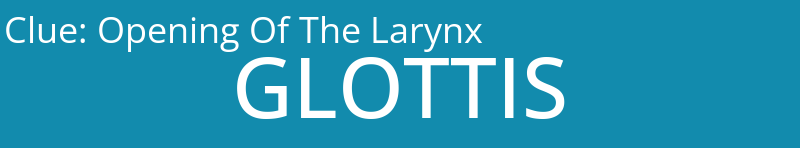 Opening Of The Larynx
