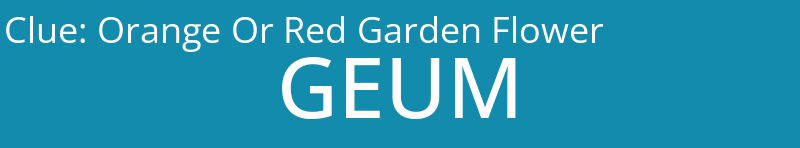 Orange Or Red Garden Flower