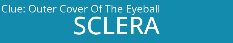 Outer Cover Of The Eyeball