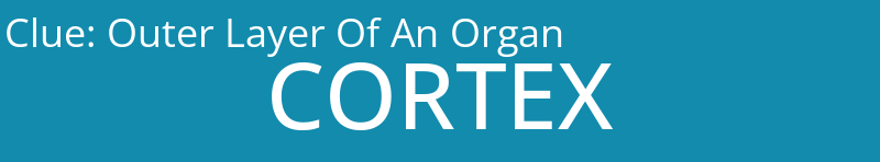 Outer Layer Of An Organ