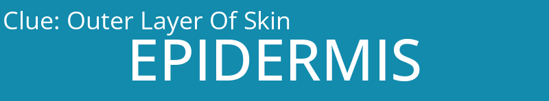 Outer Layer Of Skin
