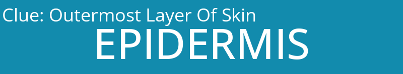 Outermost Layer Of Skin