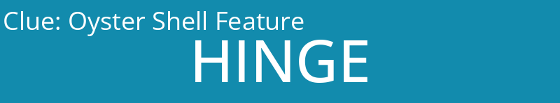 Oyster Shell Feature