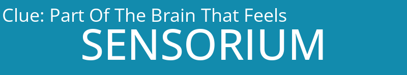 Part Of The Brain That Feels