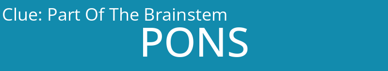 Part Of The Brainstem