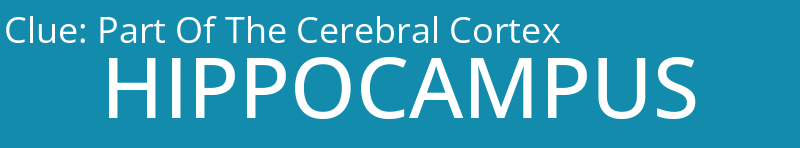 Part Of The Cerebral Cortex