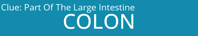 Part Of The Large Intestine