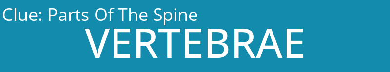 Parts Of The Spine