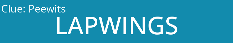 Peewits