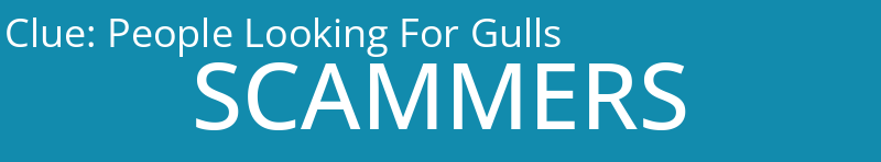 People Looking For Gulls