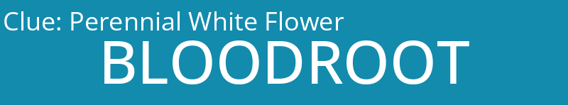 Perennial White Flower