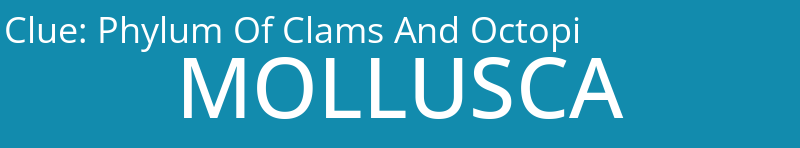 Phylum Of Clams And Octopi