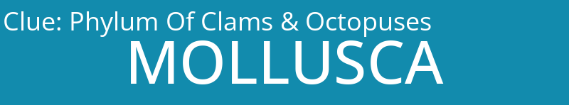 Phylum Of Clams & Octopuses