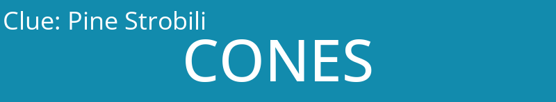 Pine Strobili