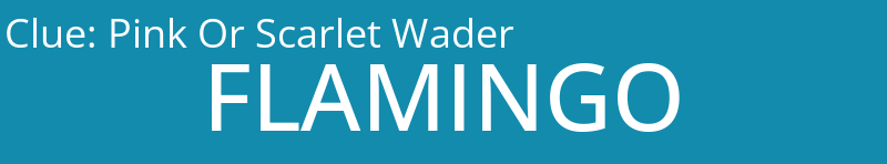 Pink Or Scarlet Wader