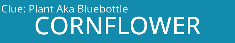 Plant Aka Bluebottle