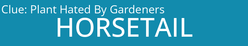 Plant Hated By Gardeners