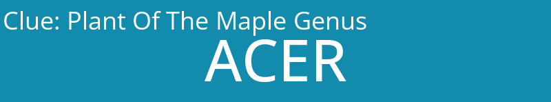 Plant Of The Maple Genus