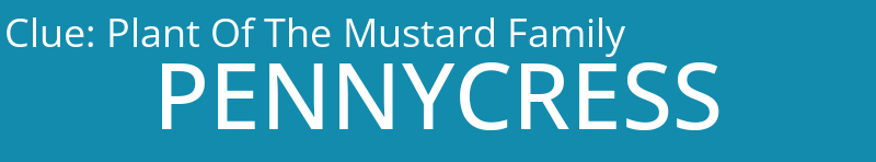 Plant Of The Mustard Family