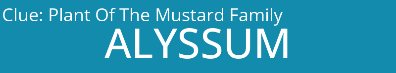 Plant Of The Mustard Family