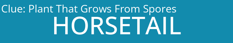 Plant That Grows From Spores