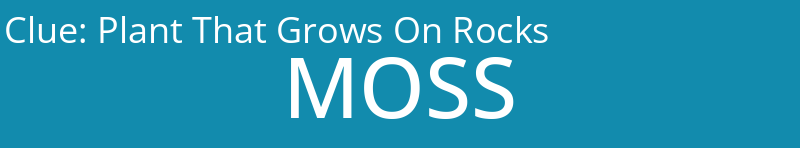 Plant That Grows On Rocks