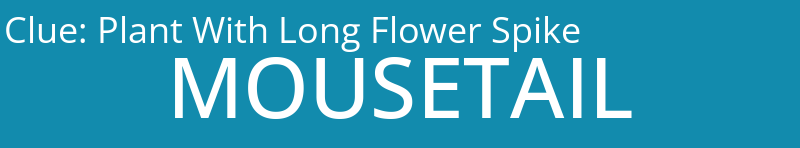 Plant With Long Flower Spike