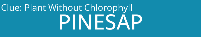 Plant Without Chlorophyll