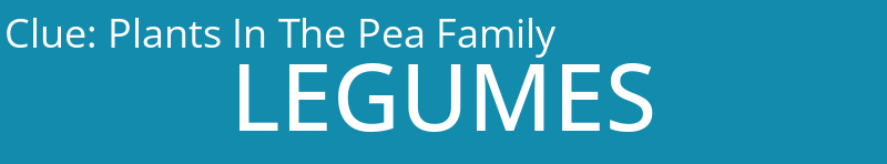 Plants In The Pea Family