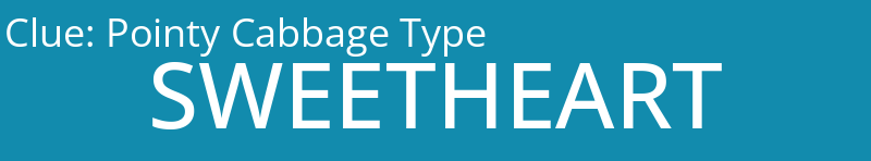 Pointy Cabbage Type