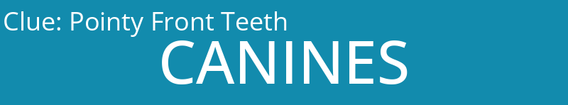 Pointy Front Teeth