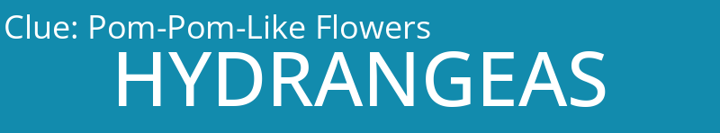 Pom-Pom-Like Flowers