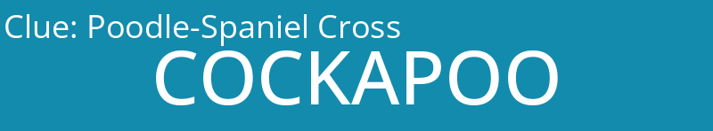 Poodle-Spaniel Cross