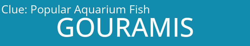 Popular Aquarium Fish